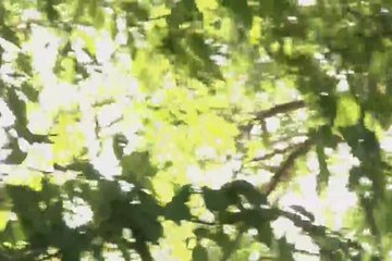 Приятные пытки хорошенький Лоры на пикнике в лесу