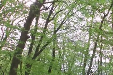 Шальная попутчица платит натурой