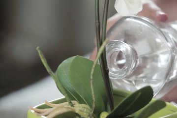 Аромат орхидеи и женского соблазнительного лона