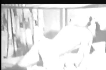 Доисторическое порево