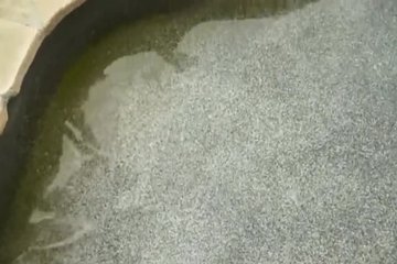 Симпатичная девушка отсосала на даче 
длинный член соседа и получила сперму