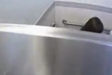 Девушка дала в туалете
